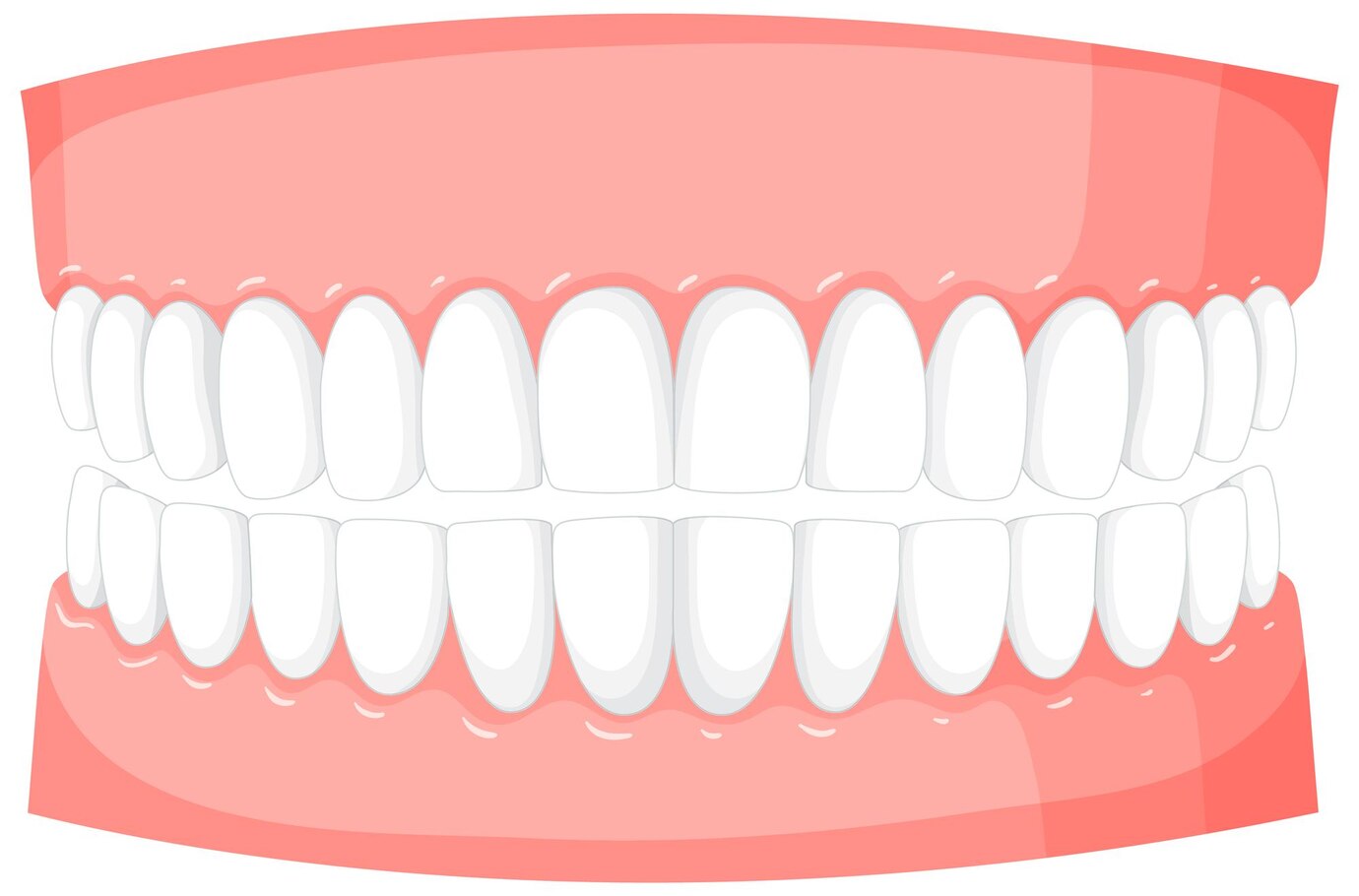 human-teeth-model-white-background_1308-108364