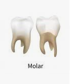 molar