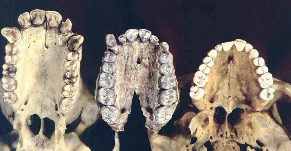 size of jaw evolution