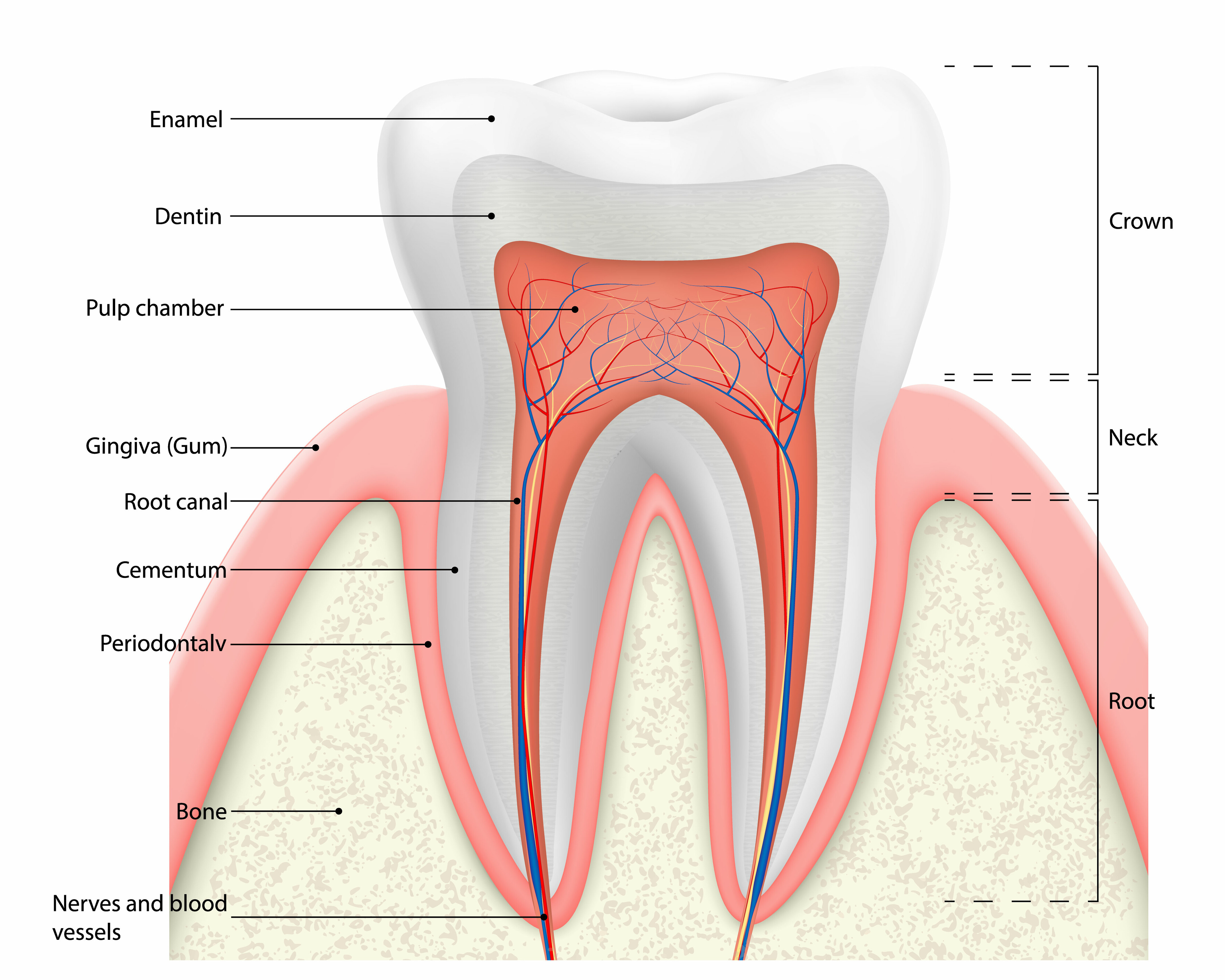 Human tooth structure vector diagram. The anatomy of the tooth. Cross section scheme representing tooth layers enamel, dentine, pulp with blood vessels and nerves, cementum and structures around it.
