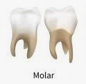molar-teeth